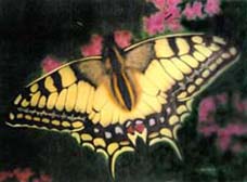 Airbrush-Schmetterling
